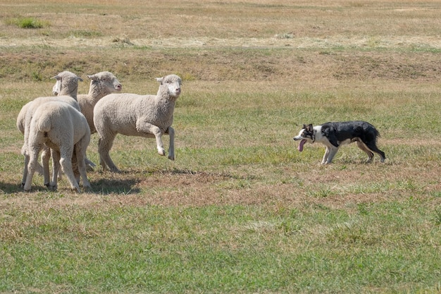 Schöner Schuss von weißen Schafen, die mit einem Hund im Grasfeld spielen