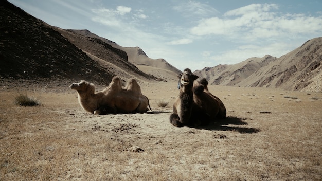 Schöner schuss von zwei kamelen, die auf dem boden in der wüste sitzen