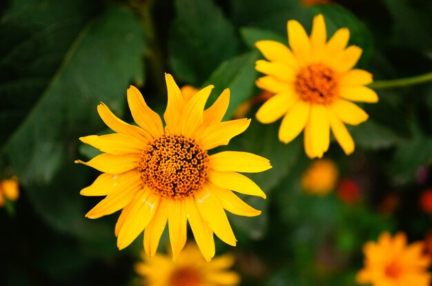 Schöner Schuss von zwei leuchtend gelben Blumen mit langen und großen Blütenblättern, die von Blättern umgeben sind