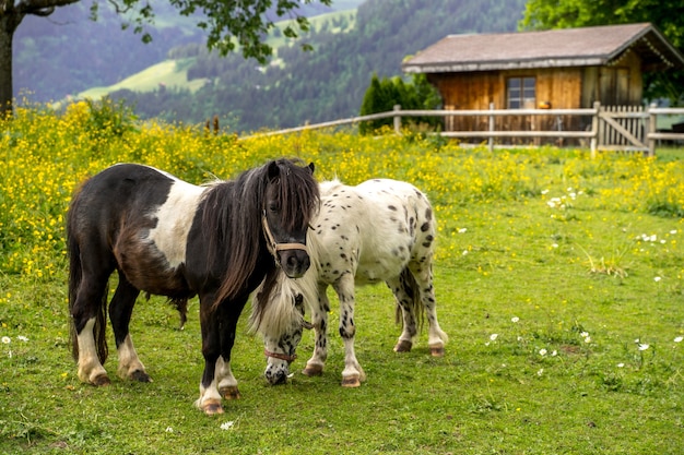 Schöner Schuss von zwei Ponys, die auf dem Gras mit einem Haus und Bergen dahinter stehen