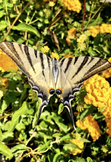 Kostenloses Foto schöner schwalbenschwanz der alten welt, der über den blumen fliegt