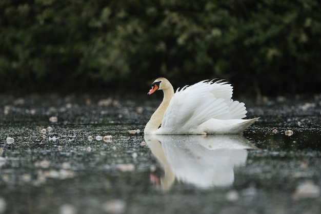 Schöner schwan auf einem see erstaunlicher vogel im naturlebensraum