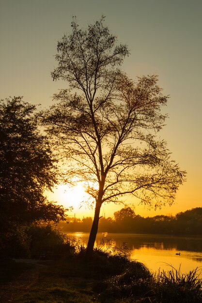 Schöner Sonnenuntergang die Sonne, die durch den Baum nahe dem Fluss leckt. Vertikale