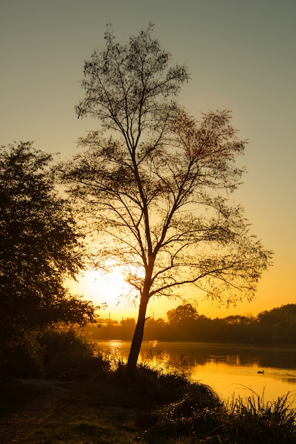Schöner Sonnenuntergang die Sonne, die durch den Baum nahe dem Fluss leckt. Vertikale