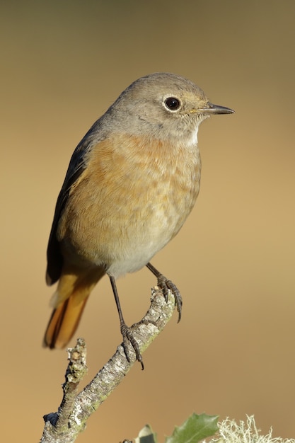 Kostenloses Foto schöner spatz, der auf dem dünnen ast eines baumes sitzt