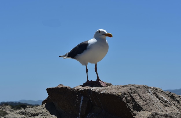 Schöner Strandvogel, der an der Küste steht