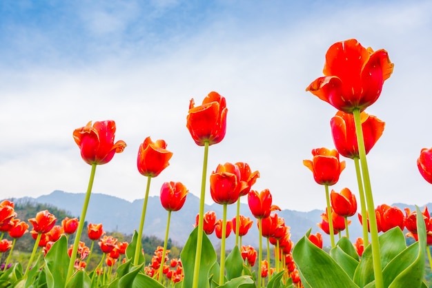 Kostenloses Foto schöner strauß tulpen im frühjahr.