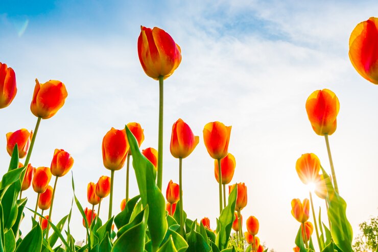 Kostenlose Foto schöner strauß tulpen im frühjahr.