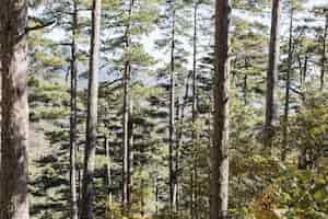 Kostenloses Foto schöner tag draußen im wald