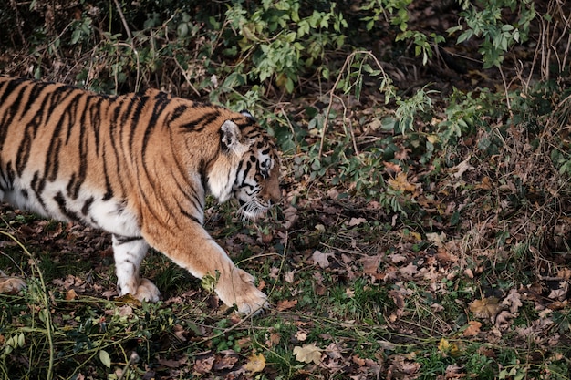 schöner Tiger, der auf dem Boden mit abgefallenen Blättern geht