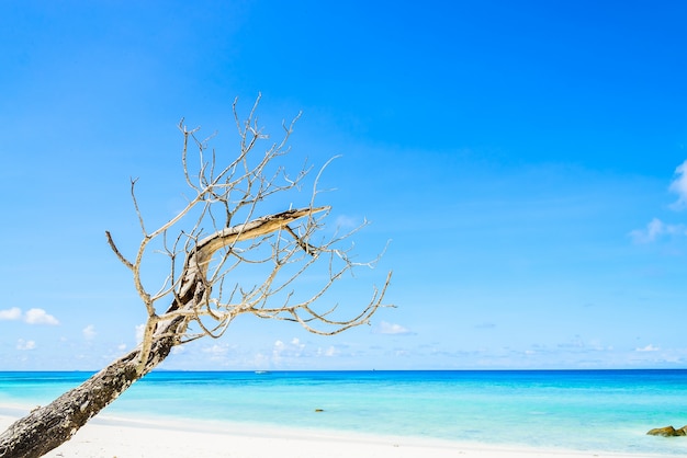 Kostenloses Foto schöner tropischer strand