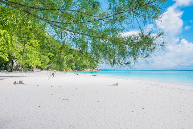 Schöner tropischer Strand