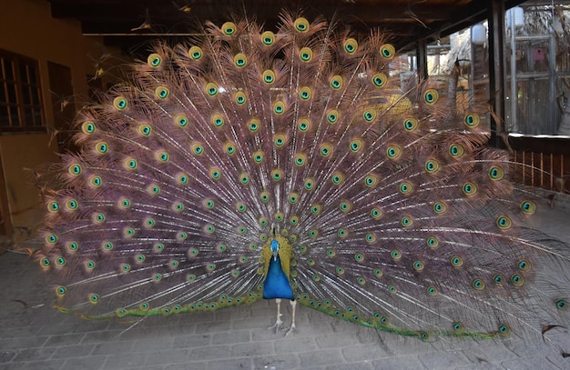 Schöner und bunter Pfau mit großen Federn