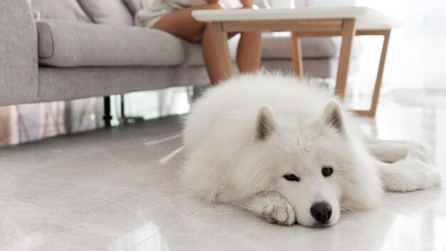 Schöner und flauschiger weißer Hund