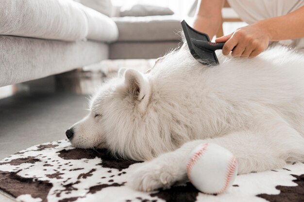 Schöner und flauschiger weißer Hund