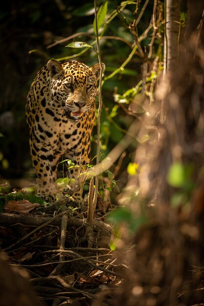 Schöner und gefährdeter amerikanischer Jaguar im Naturlebensraum Panthera onca wilde brasilianische wild lebende Tiere pantanal grüner Dschungel Großkatzen