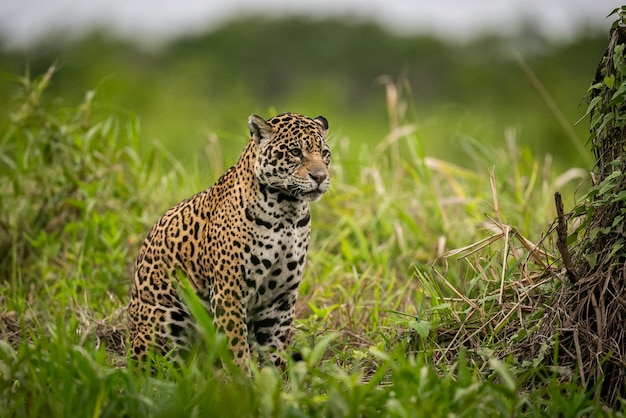 Kostenloses Foto schöner und gefährdeter amerikanischer jaguar im naturlebensraum panthera onca wilde brasilianische wild lebende tiere pantanal grüner dschungel großkatzen