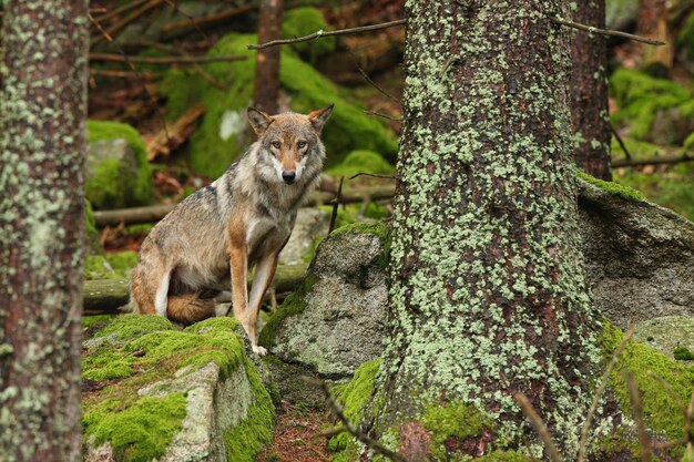 Schöner und schwer fassbarer eurasischer Wolf im bunten Sommer