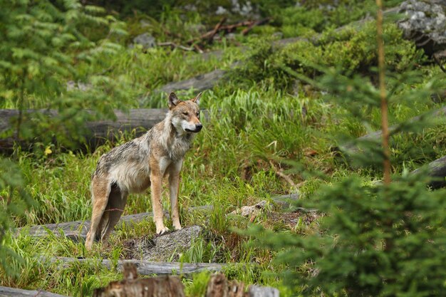 Schöner und schwer fassbarer eurasischer Wolf im bunten Sommer