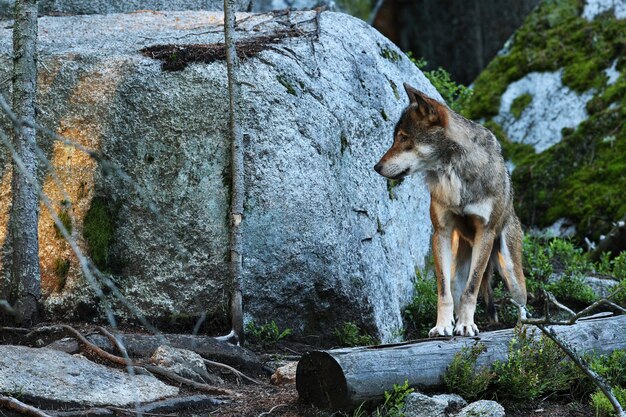 Schöner und schwer fassbarer eurasischer Wolf im bunten Sommerwald