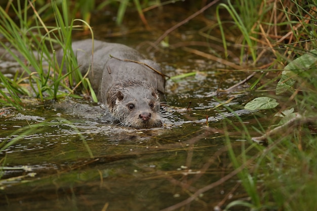 Schöner und verspielter fischotter im naturlebensraum in tschechien lutra lutra