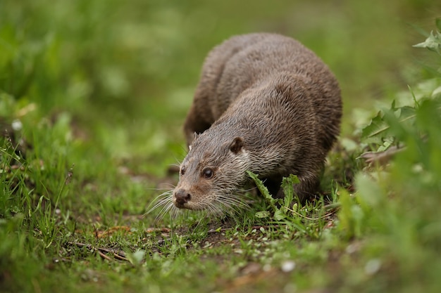 schöner und verspielter Fischotter im Naturlebensraum in Tschechien lutra lutra