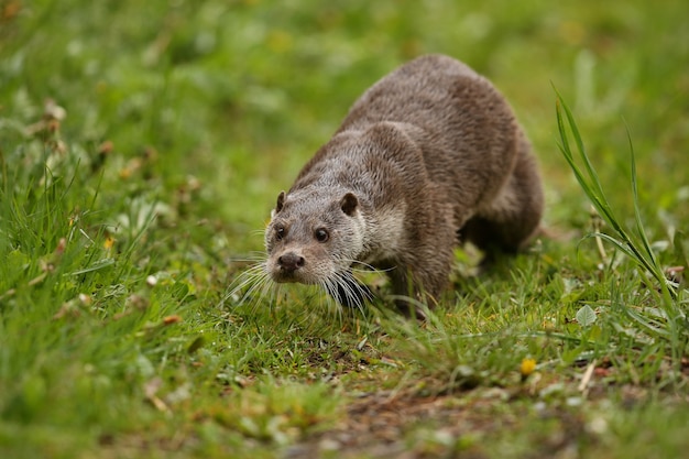 schöner und verspielter Fischotter im Naturlebensraum in Tschechien lutra lutra