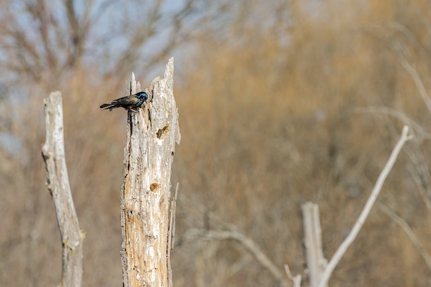 Kostenloses Foto schöner vogel, der auf einem baum steht