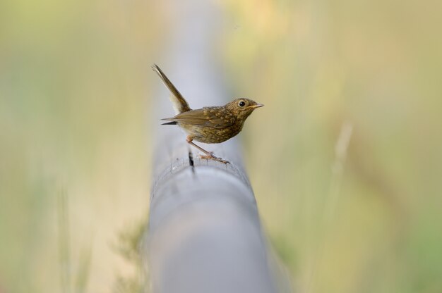 schöner Vogel, der auf einem Rohr zwischen dem grünen Gras sitzt