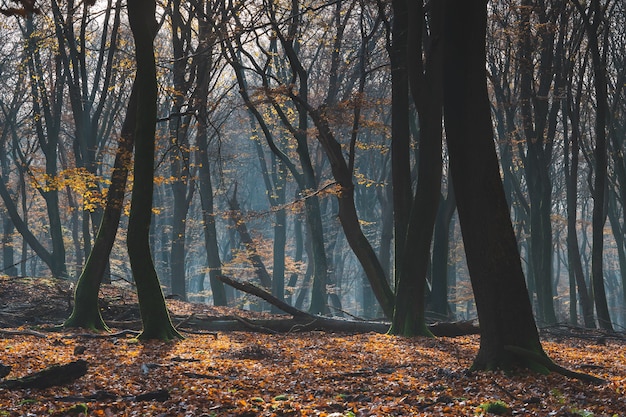 Schöner Wald im Herbst mit Boden bedeckt durch bunte Blätter