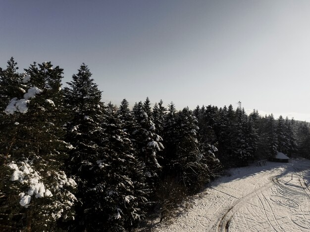 Schöner Wald im Winter