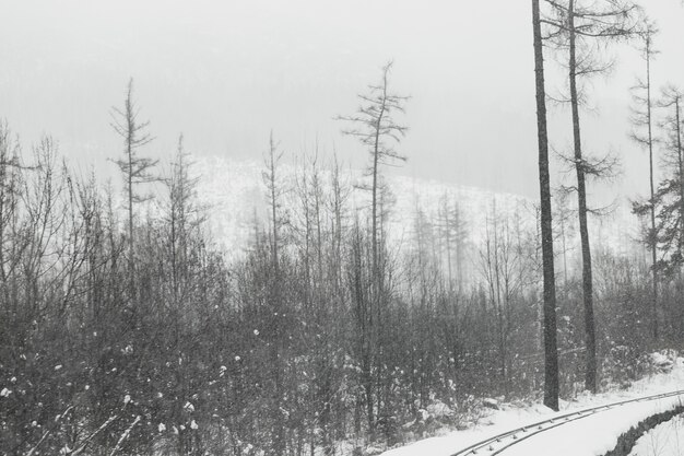Schöner Wald im Winter