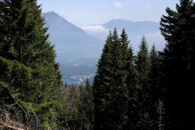 Kostenloses Foto schöner wald mit vielen tannen mit hohen schneebedeckten bergen im hintergrund