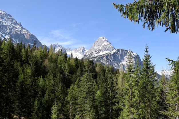 Schöner Wald mit vielen Tannen mit hohen schneebedeckten Bergen