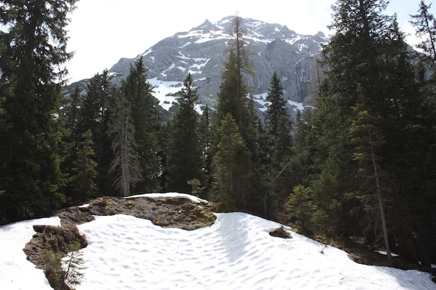 Kostenloses Foto schöner wald mit vielen tannen mit hohen schneebedeckten bergen