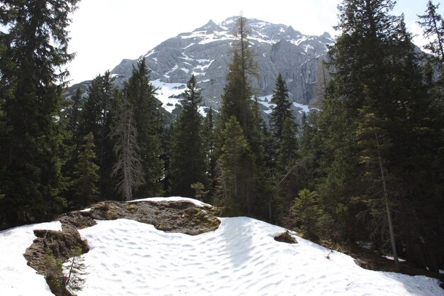 Schöner Wald mit vielen Tannen mit hohen schneebedeckten Bergen