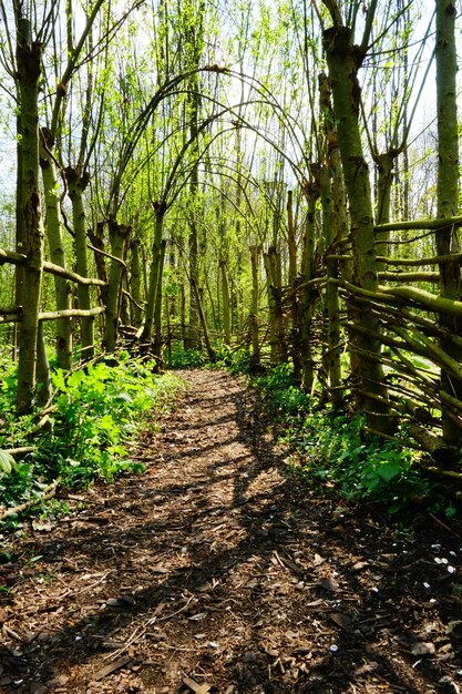 Schöner Weg im Garten an einem sonnigen Tag