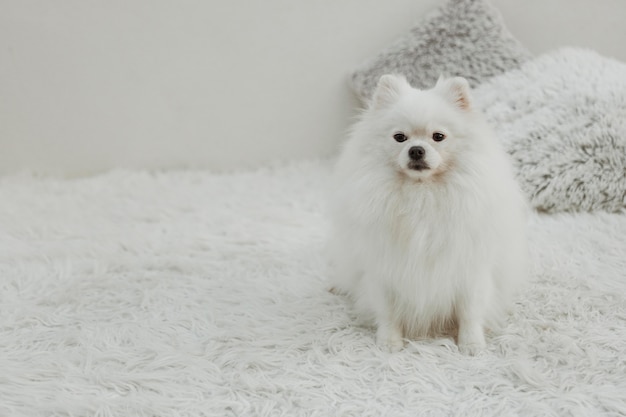 Schöner weißer Hund, der auf dem Bettkopierraum sitzt