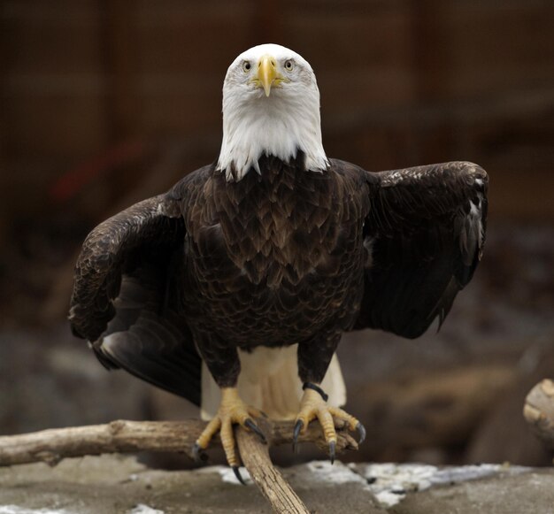 Schöner Weißkopfseeadler thront auf einem Ast