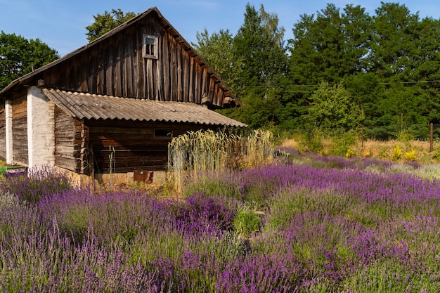 Kostenloses Foto schönes altes haus und lavendelfeld