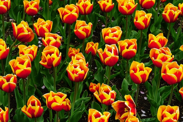 Schönes Bild von bunten Blumen in einem Garten unter dem Sonnenlicht