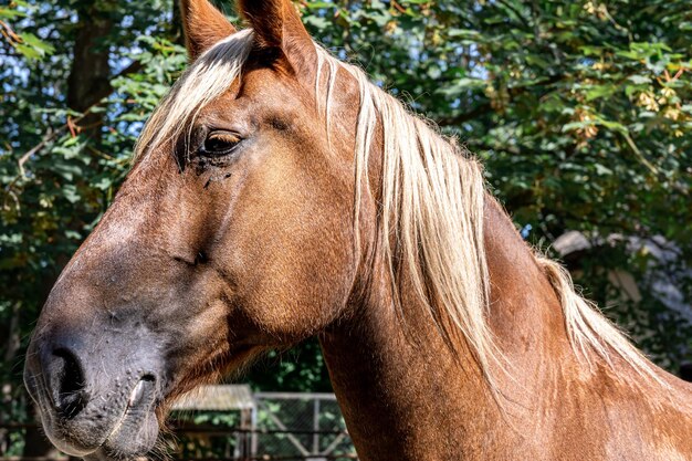 Schönes braunes Pferd auf einer unscharfen Hintergrundnahaufnahme