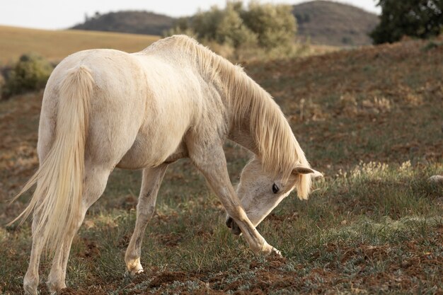 Schönes Einhornpferd in der Natur