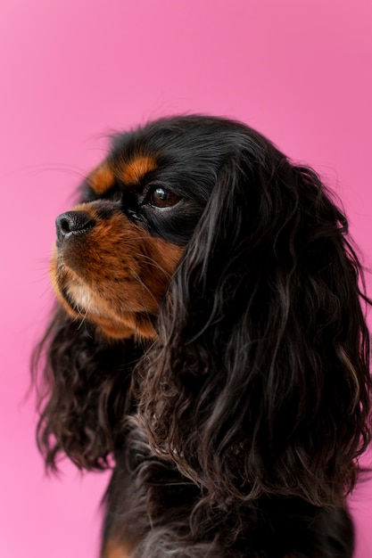 Kostenloses Foto schönes englisches spielzeugspanielhundehaustierporträt