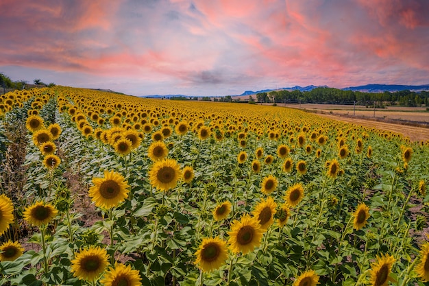 Schönes Feld der Sonnenblumen in einem Feld von Castilla y Leon, Spanien im Sommersonnenuntergang