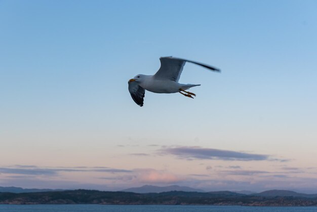 Schönes Foto der Meereswellen Vogel fliegt