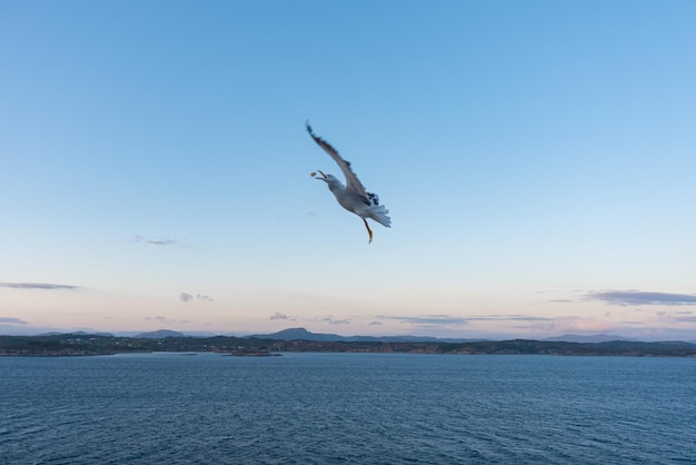 Schönes Foto der Meereswellen Vogel fliegt
