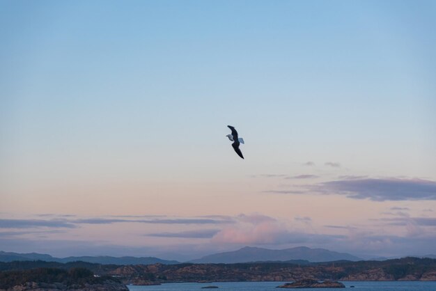 Schönes Foto der Meereswellen Vogel fliegt