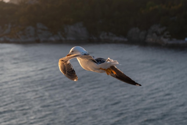 Schönes Foto der Meereswellen Vogel fliegt