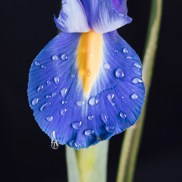 Schönes frisches blaues Blütenblumenblatt im Tau